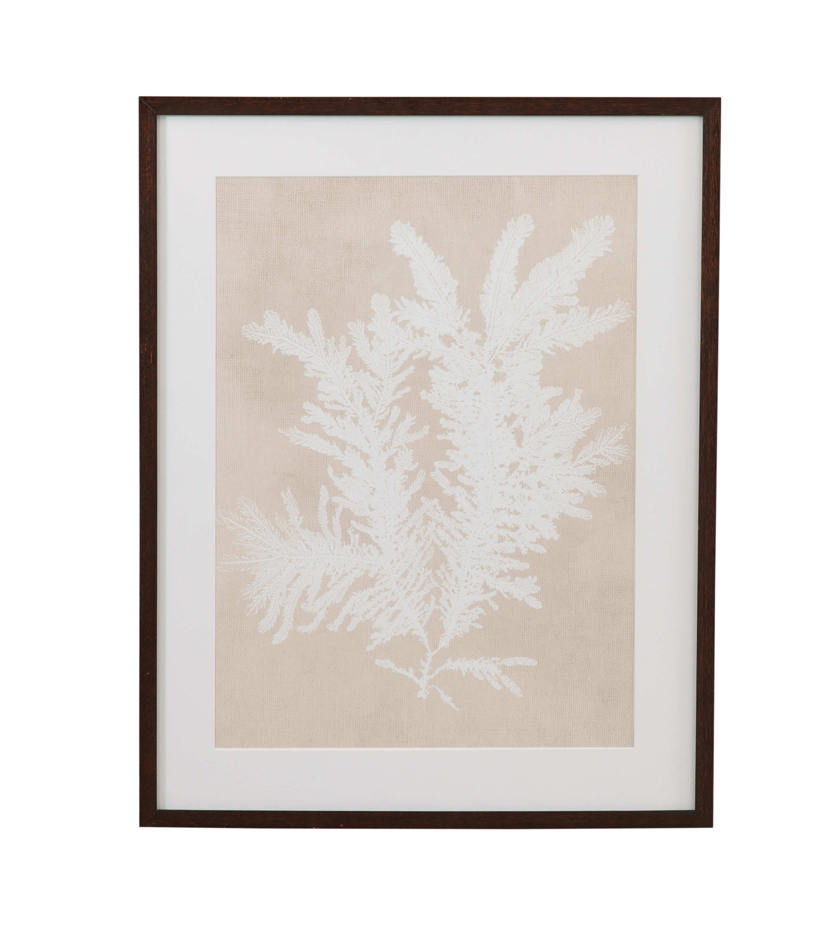 Ptilota Plumosa Framed Print