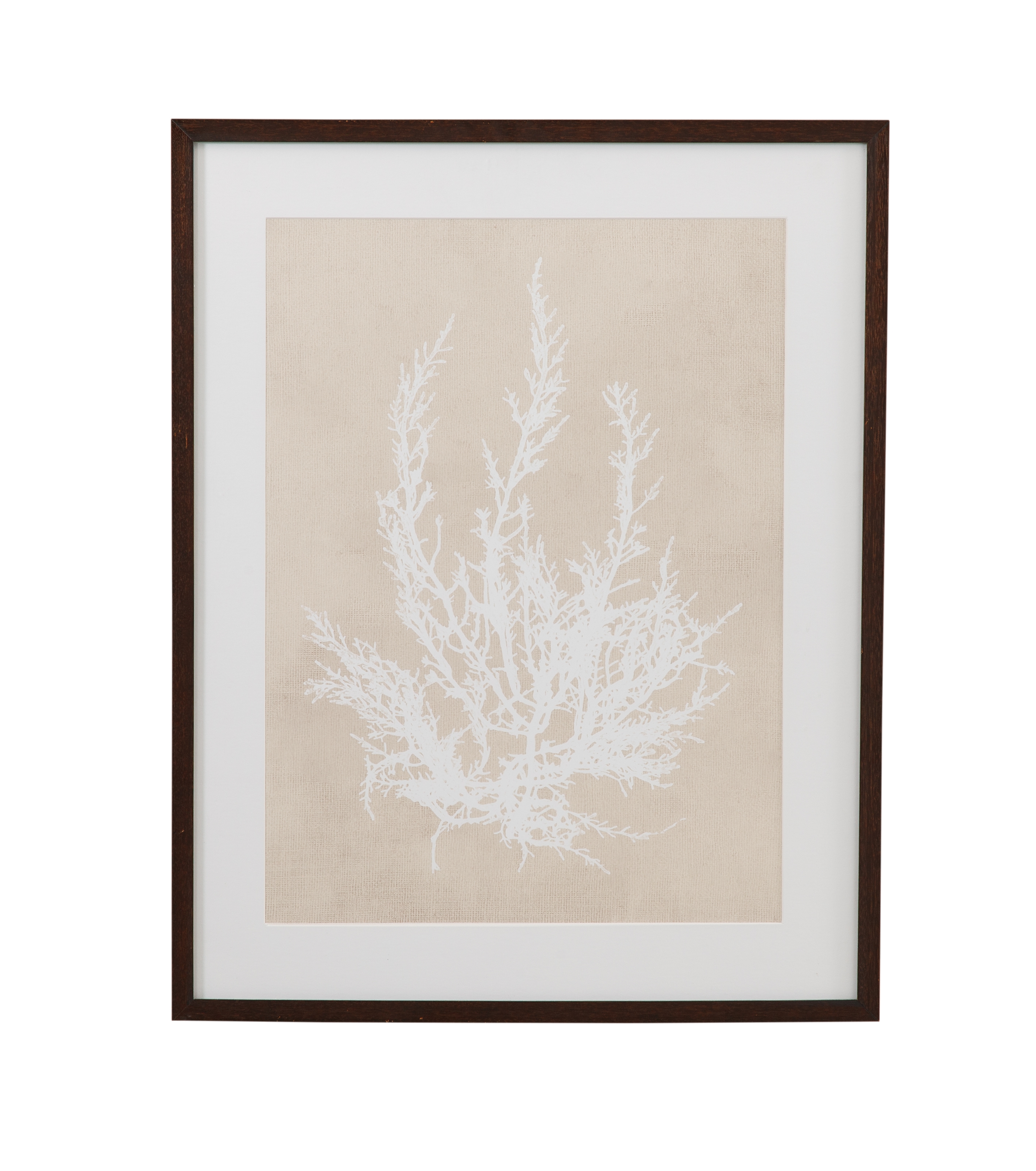 Cystoseira Ericoides Framed Print