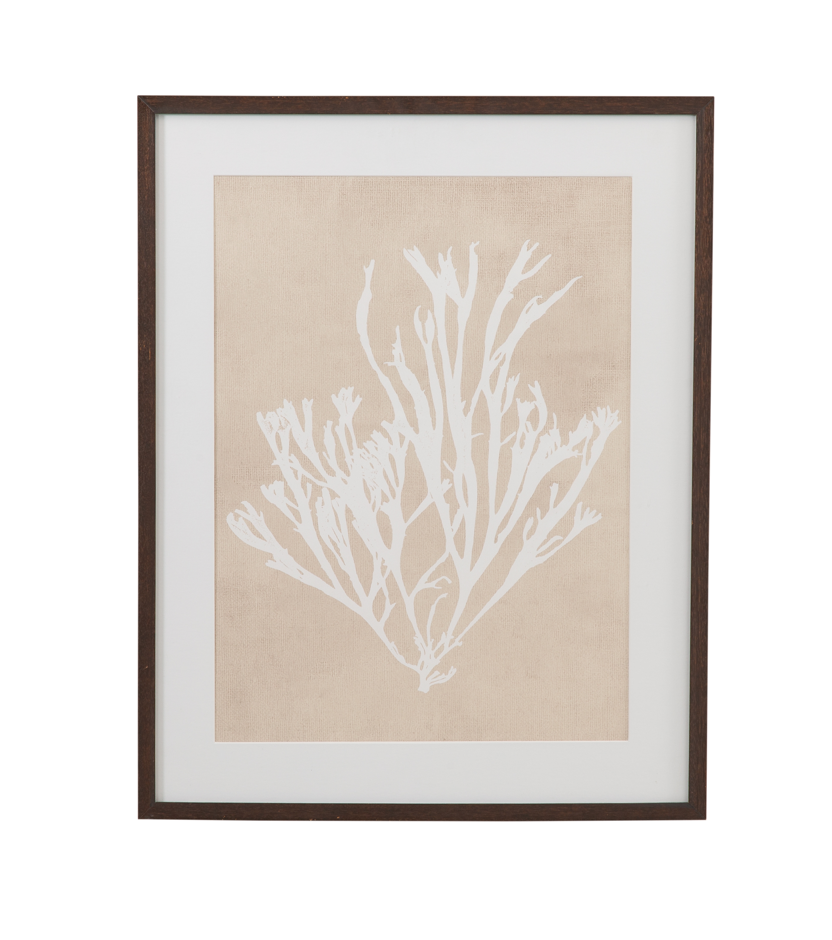 Gracilaria Multipartita Framed Print