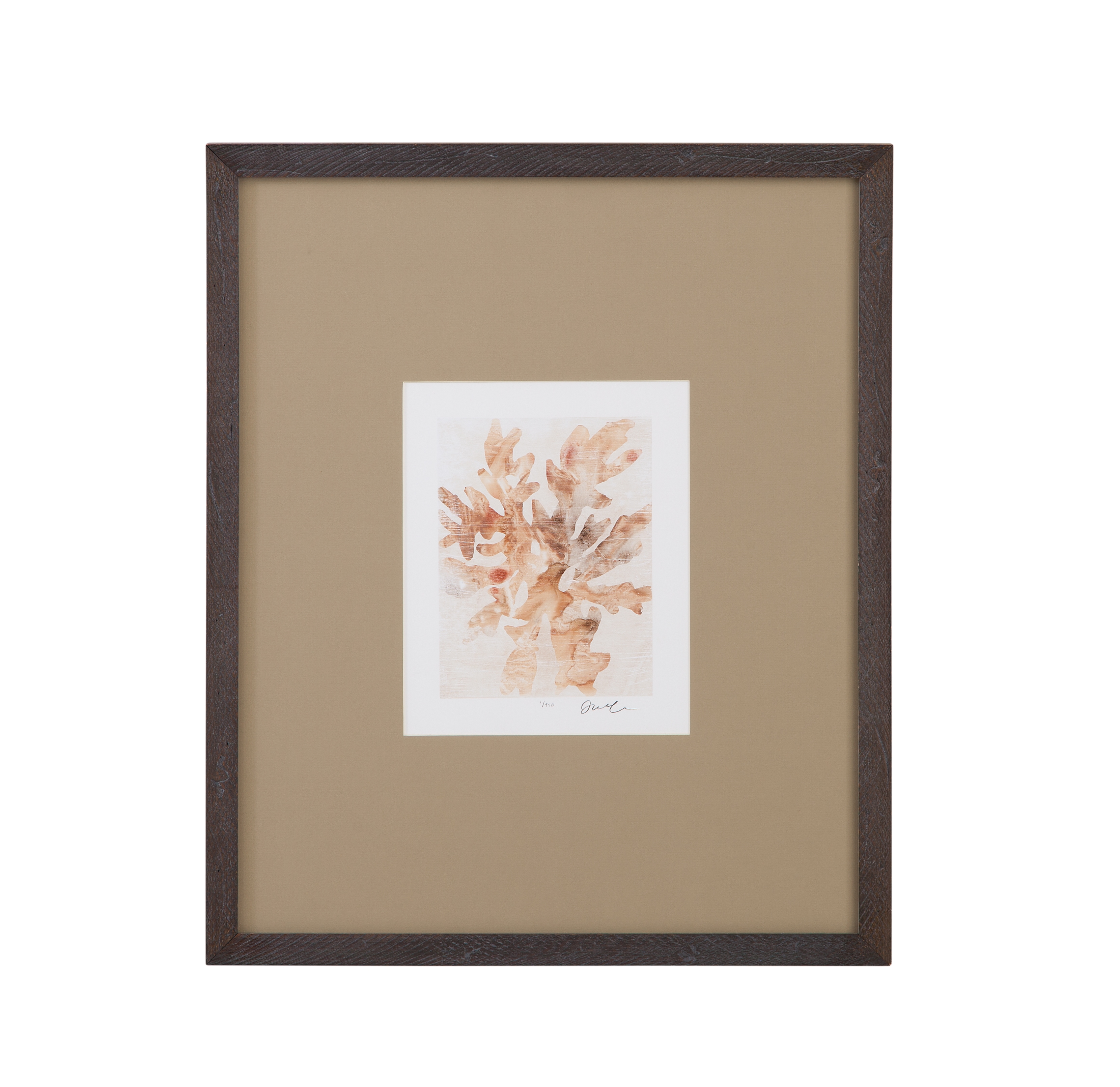 Parchment Coral IV Framed Print