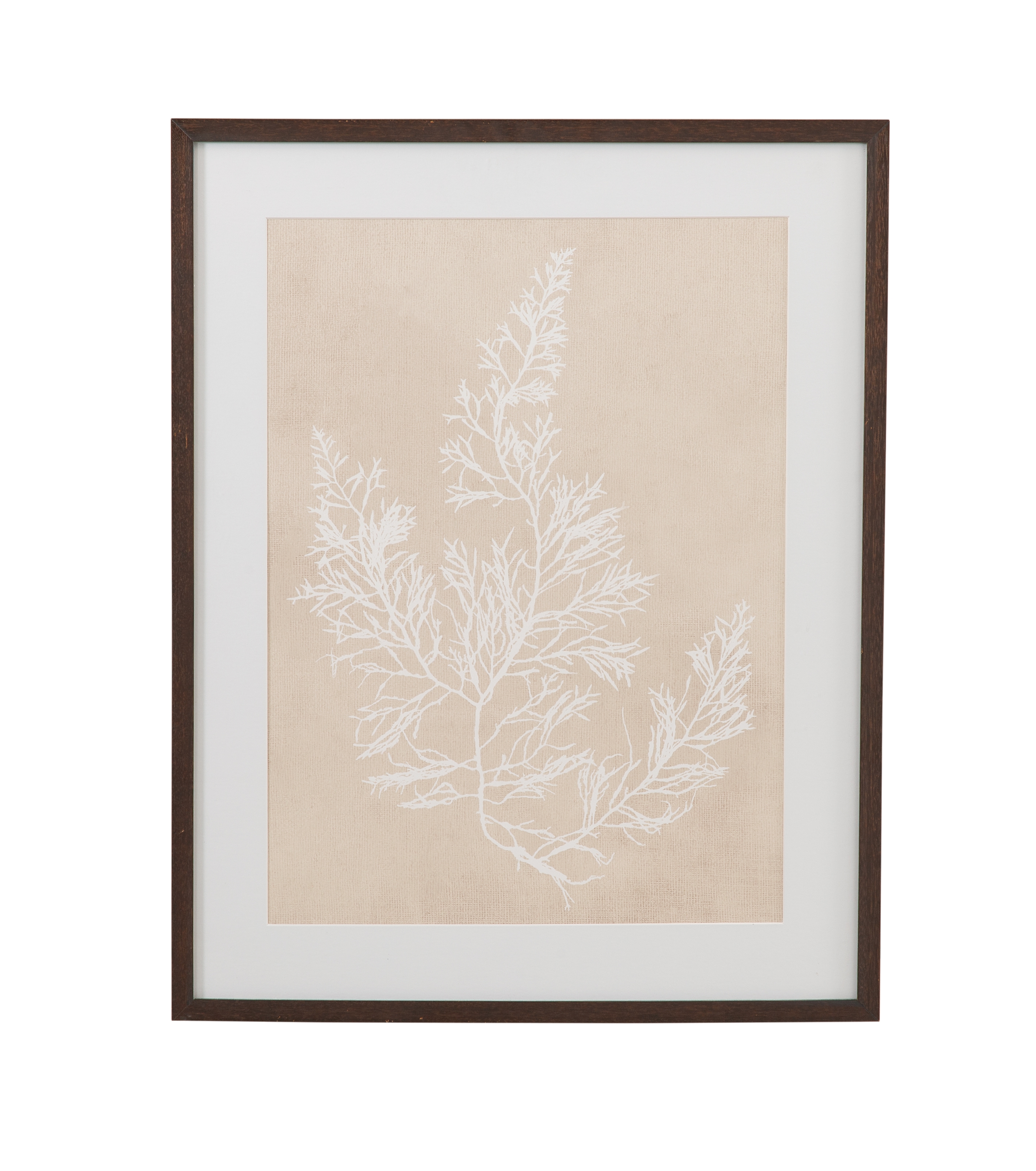 Cystoseira Faeniculacea Framed Print
