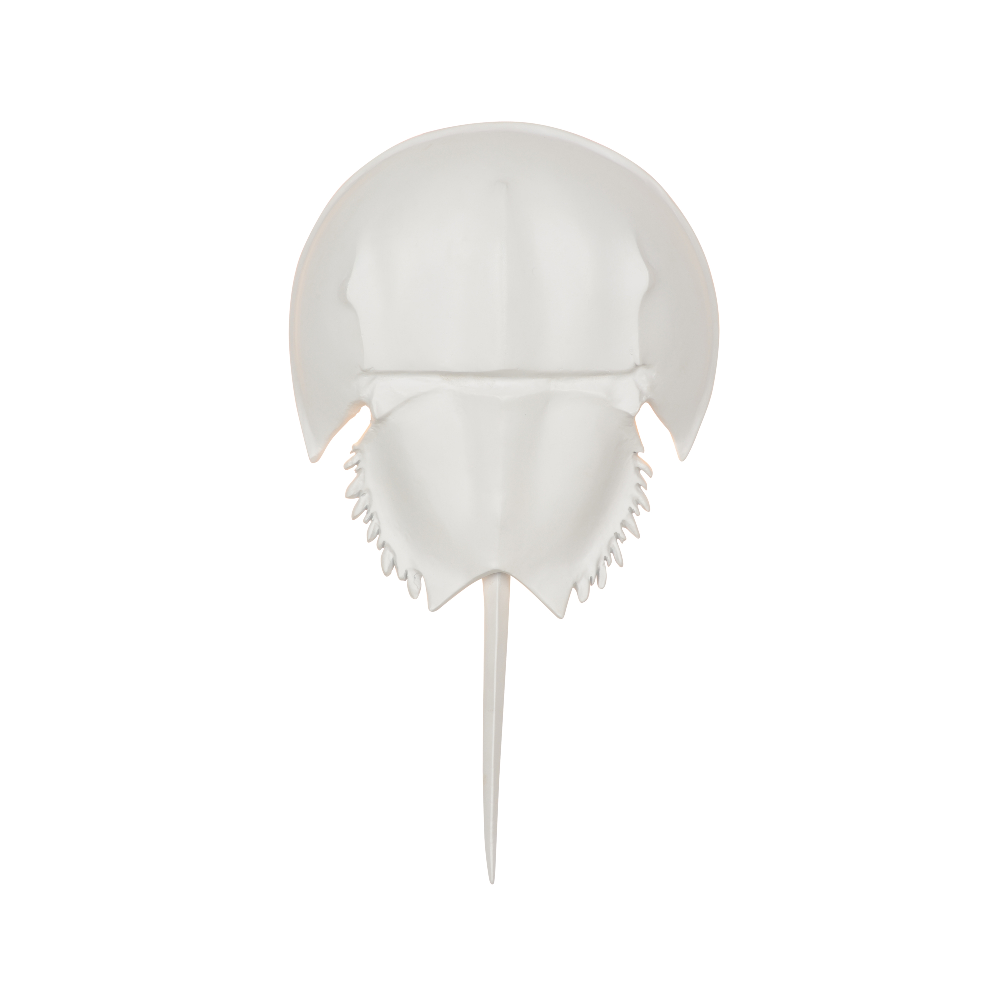 Horseshoe Crab Sconce - White